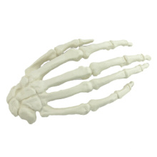 Compre uma mão 12324, modelo médico artificial do osso da mão perfurável